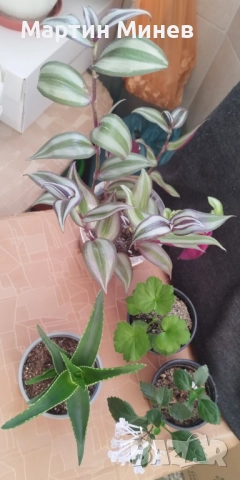 Комплект пет цветя за 20 лв.