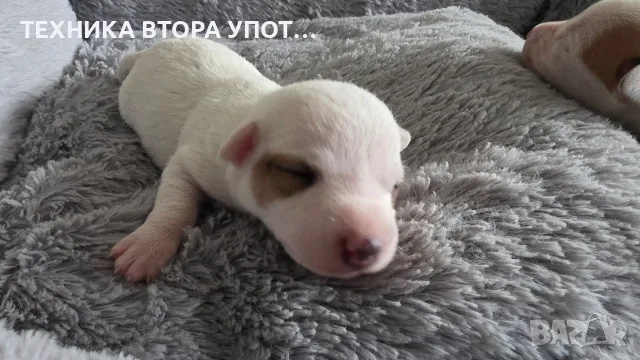 джак ръсел териер, снимка 11 - Джак ръсел териер - 56245930