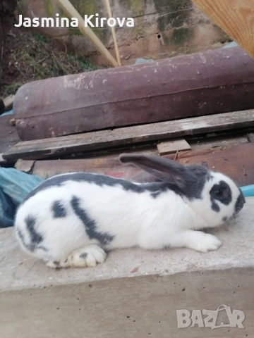 ЗАМЕНЯМ ЗА ЖЕНСКА, снимка 3 - Други - 52643230