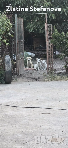 „Дом. Семейство, снимка 2 - Други - 52925171