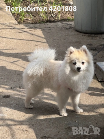 женски Померан шпиц 0878643008 цената е по договаряне