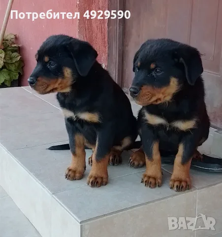 Продавам ротвайлери