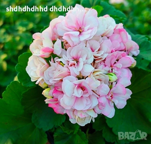 комплект от 5 броя мшкато , снимка 4 - Градински цветя и растения - 54272699