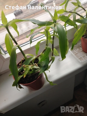 Ароматна кализия- стайно растение с множество лечебни свойства , снимка 6 - Градински цветя и растения - 51869482