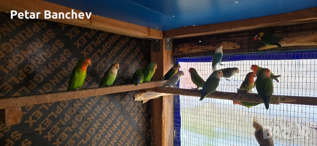 монаси александри розели , снимка 8 - Папагали - 52672580