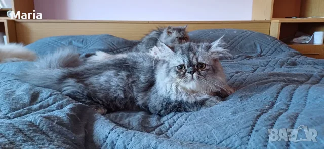 Персийски котета, снимка 18 - Персийска - 47166109