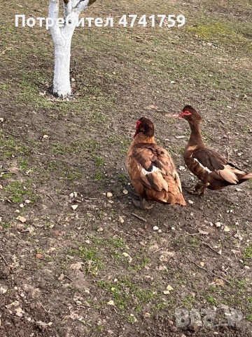 Яйца от шоколадови патици, снимка 2 - Патици и гъски - 54083457