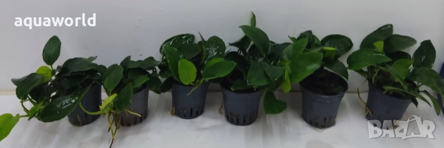 "ПРОМОЦИЯ" Анубиас нана биг