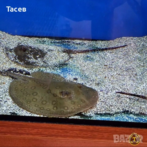 Скат моторо 9см