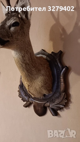 Препарирани Сръндаци 2 броя, снимка 8 - Други - 53132037