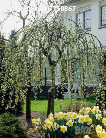 🌿 Плачеща върба – Salix caprea 'Kilmarnock'