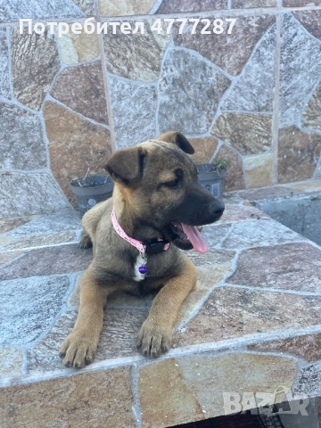 Кръстоска ….. белгийска Малиноа Последно женско