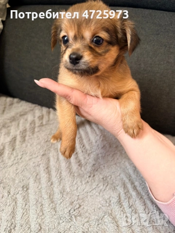 Чихуахуа свободни , снимка 3 - Чихуахуа - 54019475