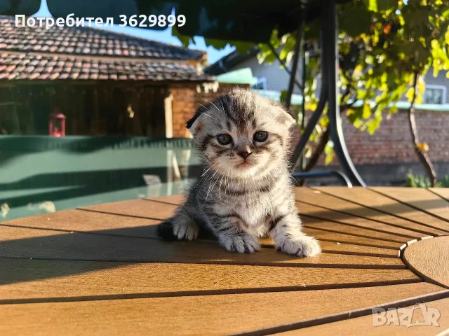 правоухи и клепоухи шотландски котета, снимка 3 - Други - 56275721