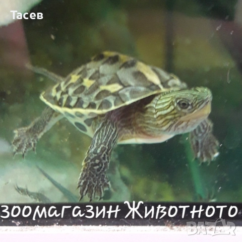 Водни костенурки, снимка 1