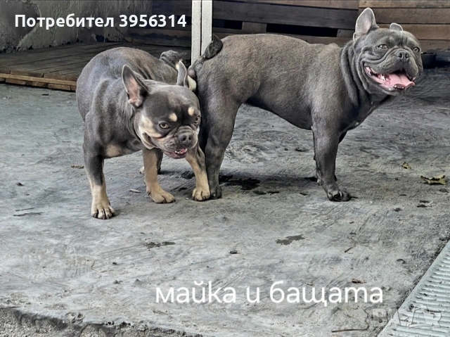 Френски булдог търси дом 🐾 Малки френски булдочета на 40 дни търсят своето  ново  семейство. , снимка 16 - Френски булдог - 54364366