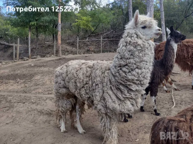 Семейство Алпаки, снимка 8 - Други животни - 56289291