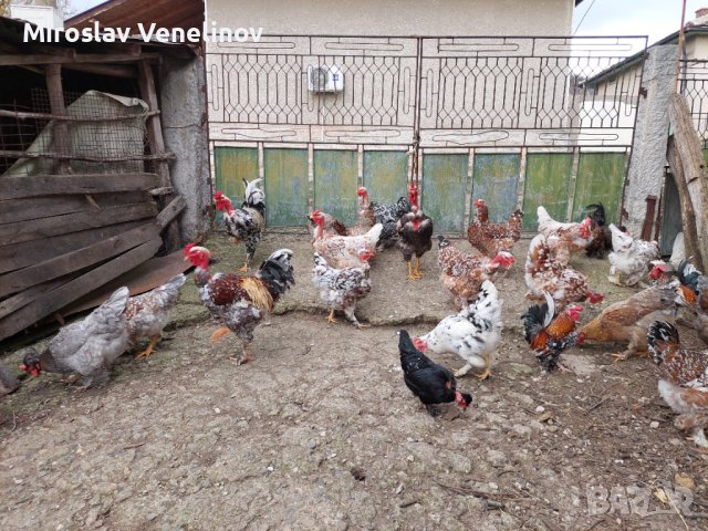 Продавам яйца от смесено стадо кокошки , снимка 7 - Кокошки и пуйки - 44311606