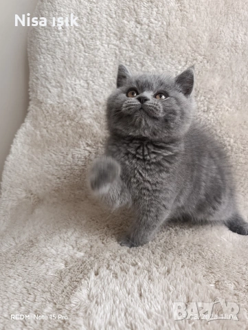 не е красив той е уникално момче в Хасково, снимка 2 - Британска късокосместа - 53943385