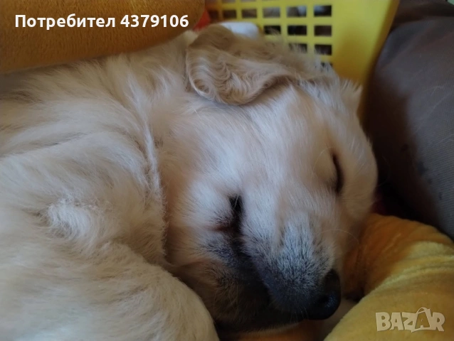 Голдън ретривър момче, снимка 2 - Голдън ретривър - 53087150