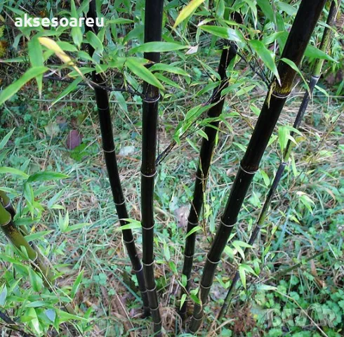 Oпаковка 60 висококачествени семена за посев и разсад от черен бамбук Bambusaceae градински растения, снимка 18 - Сортови семена и луковици - 48992756