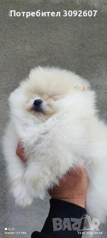 Померани момчета и момичета, снимка 3 - Померан - 53921119