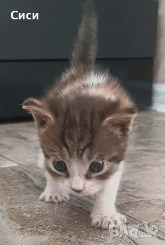 КОТЕ бебе,женско, снимка 7 - Други - 55777470