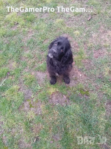 Продавам два английски кокер шпаньола – женски, на 5 месеца., снимка 3 - Кокер шпаньол - 52640836