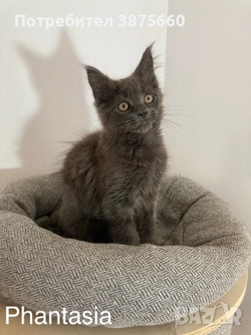 Мейн-куун котенца, снимка 3 - Мейн кун - 52347447