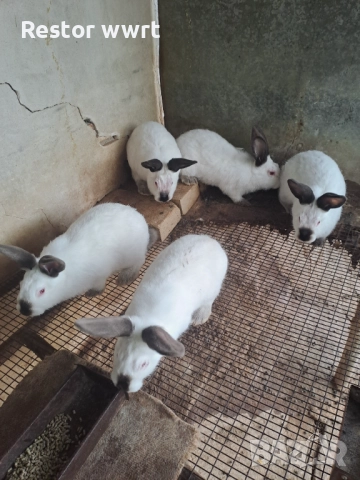 Зайци Калифорниец