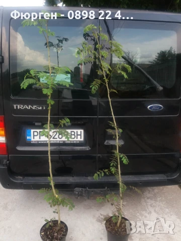 Албиция  , снимка 9 - Разсади - 38995355