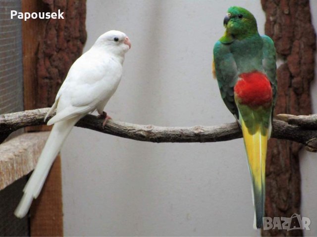 Пойни Папагали, снимка 5 - Папагали - 42485467