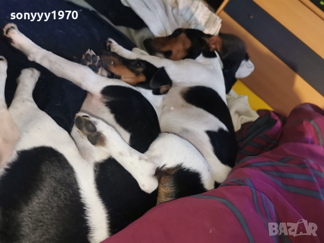 джак ръсел-куче 1бр 1501261713, снимка 3 - Джак ръсел териер - 53112030