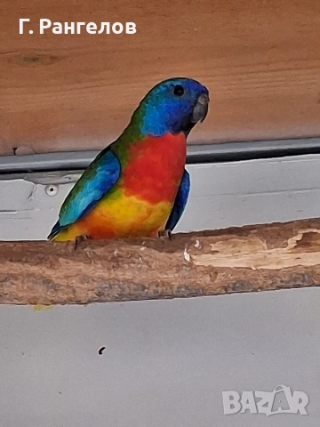 неофема сплендида 