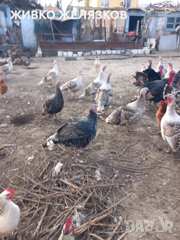 ПРОДАВАМ МЛАДИ ПЕТЛИ, ДОМАШНО ОТГЛЕДАНИ, снимка 4 - Кокошки и пуйки - 53923911