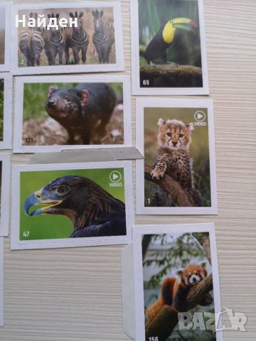 Стикери за Billa албум Animal planet, снимка 4 - Колекции - 35402949