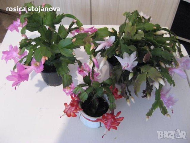 Кактуси и сукуленти, снимка 3 - Стайни растения - 36410333