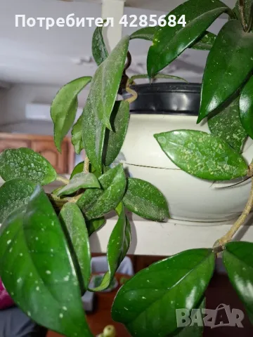 продавам тази хоя карноза