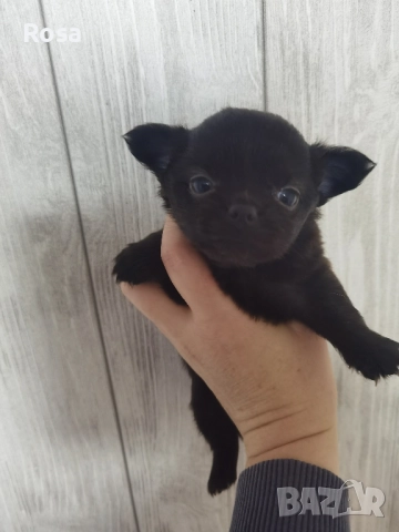 Продавам чихоахоа дългокосмести , снимка 5 - Чихуахуа - 52538651