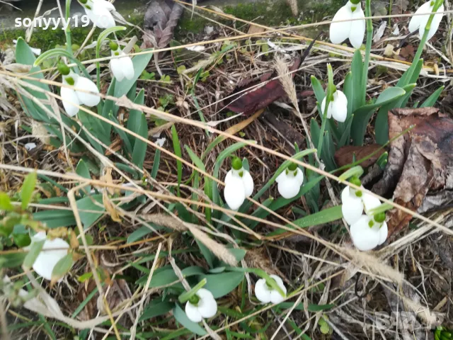 ГРЪМ ОТ КОКИЧЕТА-ЛОТ В САКСИЯ С ЛУКОВИЦИ И ПОЧВА 0402251648, снимка 3 - Градински цветя и растения - 48965524