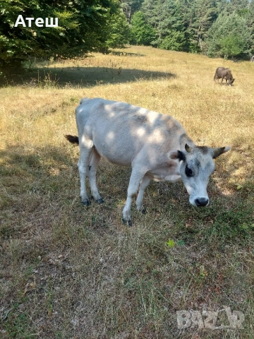 крави телета юници 