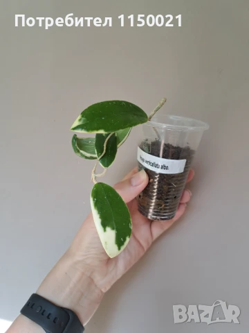 Хоя- различни видове, снимка 14 - Стайни растения - 37646089