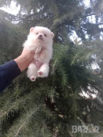Бели мъжки и женски Померани.  Реални снимки от 02.01.26 г. , снимка 8 - Померан - 52932932