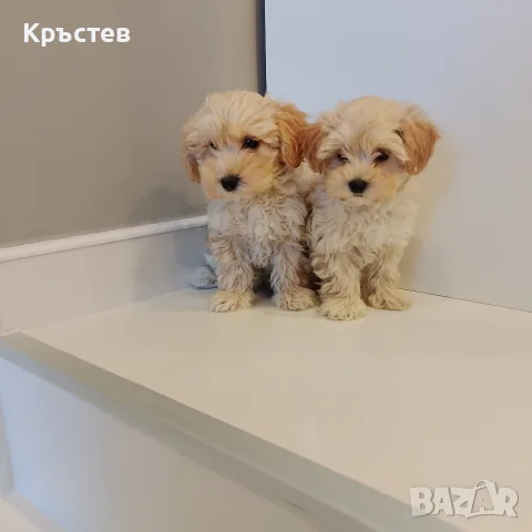 Малтипу малтипу 