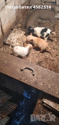 Продавам 3 пинчера, снимка 3 - Пинчер - 52913790