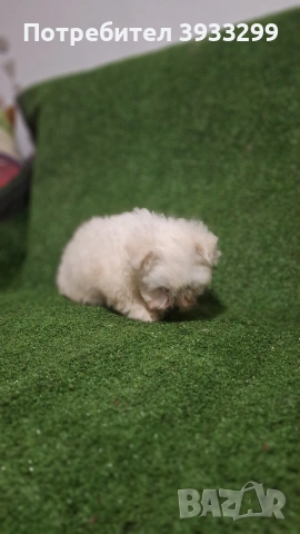 Малтийска болонка мини момиче, снимка 2 - Болонка - 53116936