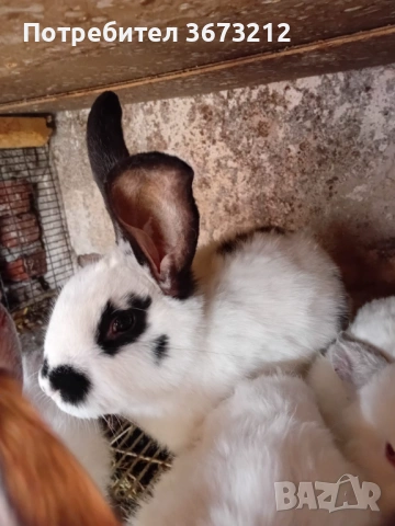 Мъжки зайци 