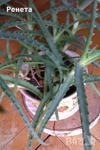 Алое, снимка 2 - Стайни растения - 15327909