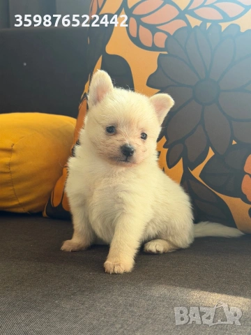 Померанче, снимка 2 - Померан - 54146295