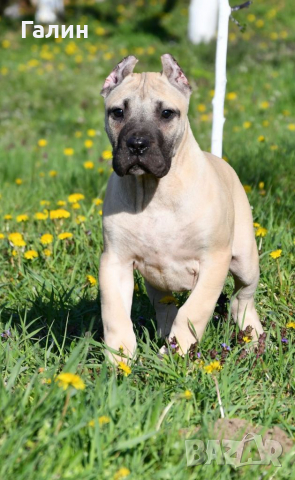 Перо де преса канарио,канарски дог,дого канарио, снимка 2 - Други - 35049174